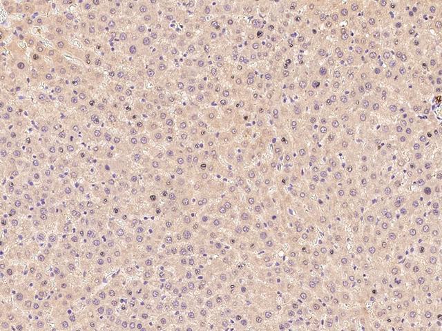 ANPEP / CD13 Antibody - Immunochemical staining of rat ANPEP in rat liver with rabbit polyclonal antibody at 1:300 dilution, formalin-fixed paraffin embedded sections.