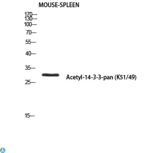 Anti-14-3-3-pan Antibody (Rabbit) Antibody - Western Blot (WB) analysis of Mouse Spleen using Acetyl-14-3-3-pan (K51/49) antibody.