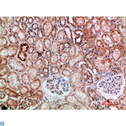 Anti-BTN3A1/2/3 antibody Antibody - Immunohistochemical analysis of paraffin-embedded human-kidney, antibody was diluted at 1:200.