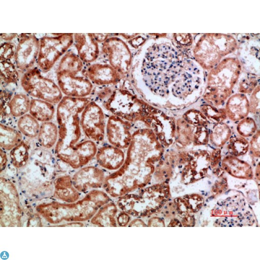 Anti-BTN3A1/2/3 antibody Antibody - Immunohistochemical analysis of paraffin-embedded human-kidney, antibody was diluted at 1:200.