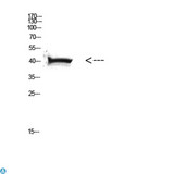 Anti-HLA Class I antibody Antibody - Western Blot (WB) analysis of HeLa cells using Antibody diluted at 1:500.