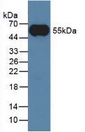 Mouse IgG Antibody