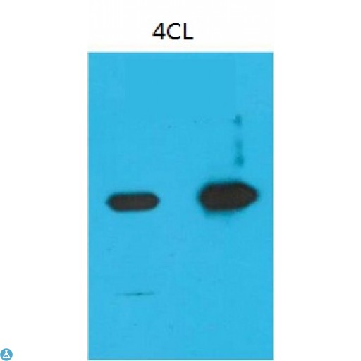 Anti-Nano-Tag9 antibody Antibody - Western Blot (WB) analysis of Recombinant Nano-Tag9 Protein with Nano-Tag9 Mouse Monoclonal Antibody diluted at 1) 1:10000, 2) 1:5000.