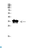 Anti Pan- myristoylation Antibody Antibody - Western Blot (WB) analysis of KB cells using Antibody diluted at 1:500.