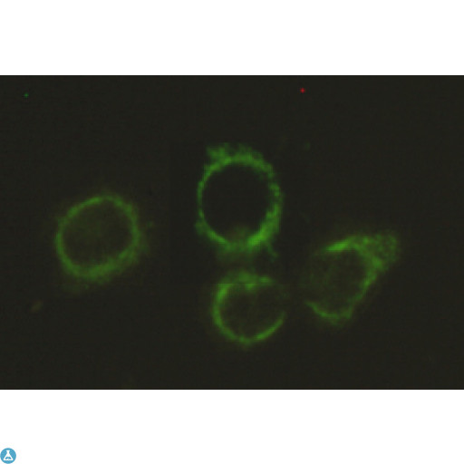 Anti-Pyruvate Dehydrogenase E2 antibody Antibody - Immunocytochemistry stain of Hela using Pyruvate Dehydrogenase E2 mouse mAb (1:300).