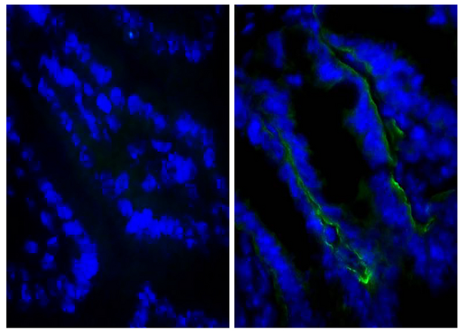Rat IgG2a Antibody - Frozen BALB/c mouse intestine tissue was stained with Rat IgG2a-UNLB isotype control (left) and Rat Anti-Mouse CD104-UNLB (right)followed by Goat Anti-Rat IgG(H+L), Mouse ads-BIOT, Streptavidin-FITC, and DAPI.