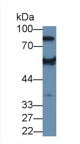 Antithrombin Antibody - Western Blot; Sample: Recombinant protein.