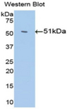 Antithrombin Antibody - Western blot of recombinant SERPINC1 / Antithrombin III.  This image was taken for the unconjugated form of this product. Other forms have not been tested.