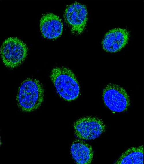 Antithrombin-III Antibody - Confocal immunofluorescence of SERPINC1 Antibody with 293 cell followed by Alexa Fluor 488-conjugated goat anti-rabbit lgG (green). DAPI was used to stain the cell nuclear (blue).
