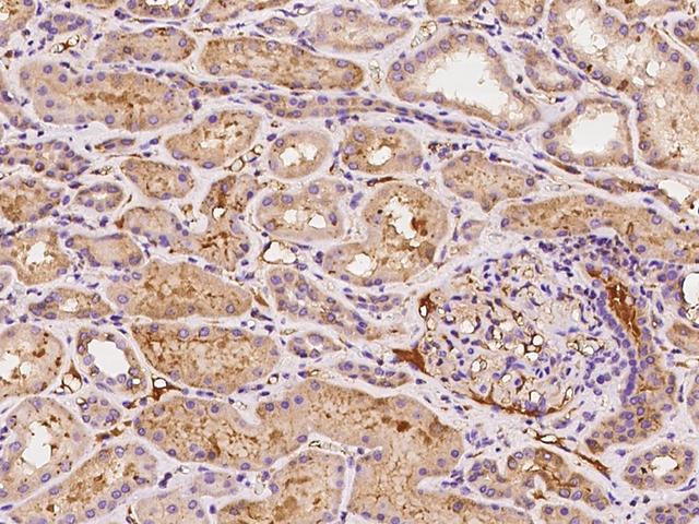 Antithrombin-III Antibody - Immunochemical staining of human SERPINC1 in human kidney with rabbit polyclonal antibody at 1:500 dilution, formalin-fixed paraffin embedded sections.