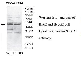 ANTXR1 / TEM8 Antibody