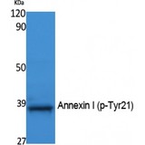 ANXA1 / Annexin A1 Antibody - Western blot of Phospho-Annexin I (Y21) antibody