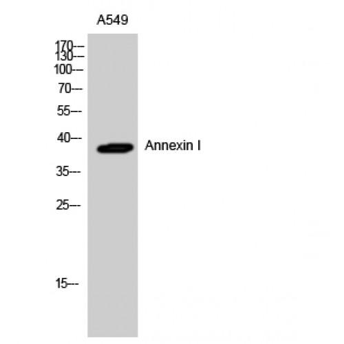 ANXA1 / Annexin A1 Antibody - Western blot of Annexin I antibody