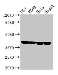 ANXA1 / Annexin A1 Antibody - Western Blot Positive WB detected in: PC-3 whole cell lysate, K562 whole cell lysate, Hela whole cell lysate, HepG2 whole cell lysate, NIH/3T3 whole cell lysate All lanes: ANXA1 antibody at 2µg/ml Secondary Goat polyclonal to rabbit IgG at 1/50000 dilution Predicted band size: 39 kDa Observed band size: 39 kDa
