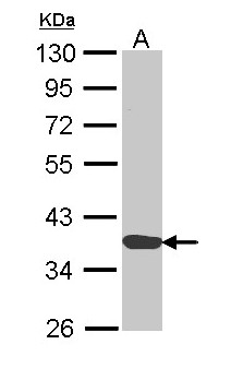 ANXA1 / Annexin A1 Antibody - Sample (30 ug of whole cell lysate). A: H1299. 10% SDS PAGE. ANXA1 / Annexin I antibody diluted at 1:1000.