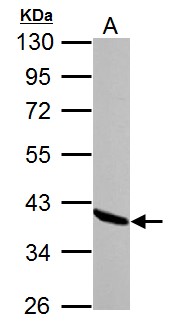 ANXA1 / Annexin A1 Antibody - Sample (30 ug of whole cell lysate). A: NIH-3T3. 10% SDS PAGE. ANXA1 / Annexin I antibody diluted at 1:10000.