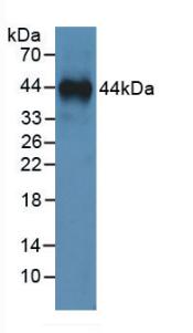 ANXA1 / Annexin A1 Antibody - Western Blot; Sample: Recombinant ANXA1, Human.