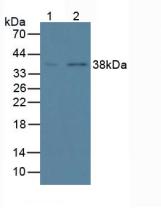 ANXA1 / Annexin A1 Antibody - Western Blot; Sample: Lane1: Human K562 Cells; Lane2: Human Hela Cells.