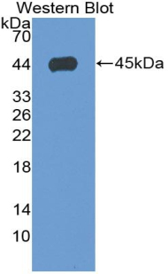 ANXA1 / Annexin A1 Antibody - Western blot of recombinant ANXA1 / Annexin A1.
