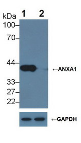 ANXA1 / Annexin A1 Antibody - Knockout Varification: Lane 1: Wild-type Hela cell lysate; Lane 2: ANXA1 knockout Hela cell lysate; Predicted MW: 39kDa ; Observed MW: 39kDa; Primary Ab: 2µg/ml Mouse Anti-Human ANXA1 Antibody; Second Ab: 0.2µg/mL HRP-Linked Caprine Anti-Mouse IgG Polyclonal Antibody;
