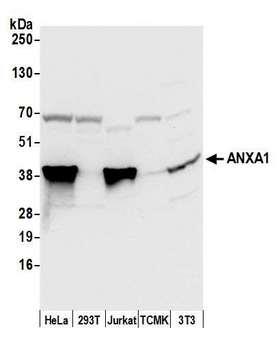 ANXA1 / Annexin A1 Antibody - Detection of human and mouse ANXA1 by western blot. Samples: Whole cell lysate (50 µg) from HeLa, HEK293T, Jurkat, mouse TCMK-1, and mouse NIH 3T3 cells prepared using NETN lysis buffer. Antibody: Affinity purified rabbit anti-ANXA1 antibody used for WB at 0.1 µg/ml. Detection: Chemiluminescence with an exposure time of 3 seconds.