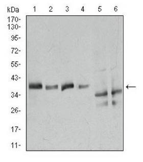 ANXA1 / Annexin A1 Antibody - Western Blot: Annexin A1 Antibody (2F1) - WB analysis of ANXA1 in (1) HeLa, (2) A549, (3) K562, (4) NIH3T3, (5) C6, and (6) COS7 cell lysate.  This image was taken for the unconjugated form of this product. Other forms have not been tested.