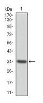 ANXA1 / Annexin A1 Antibody - Western Blot: Annexin A1 Antibody (2F1) - WB detection of ANXA1 in human ANXA1 recombinant protein.  This image was taken for the unconjugated form of this product. Other forms have not been tested.