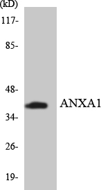 ANXA1 / Annexin A1 Antibody - Western blot analysis of the lysates from HepG2 cells using ANXA1 antibody.