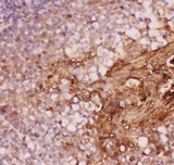 ANXA1 / Annexin A1 Antibody - Annexin A1 antibody IHC-paraffin: Human Tonsil Tissue.