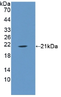 ANXA1 / Annexin A1 Antibody - Western Blot; Sample: Recombinant ANXA1, Porcine.
