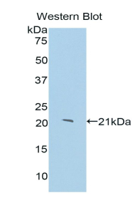 ANXA1 / Annexin A1 Antibody - Western blot of recombinant ANXA1 / Annexin A1.  This image was taken for the unconjugated form of this product. Other forms have not been tested.