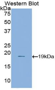 ANXA1 / Annexin A1 Antibody - Western blot of recombinant ANXA1 / Annexin A1.  This image was taken for the unconjugated form of this product. Other forms have not been tested.