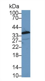 ANXA1 / Annexin A1 Antibody - Western Blot; Sample: Cavia Lung lysate; Primary Ab: 1µg/ml Rabbit Anti-Cavia ANXA1 Antibody Second Ab: 0.2µg/mL HRP-Linked Caprine Anti-Rabbit IgG Polyclonal Antibody