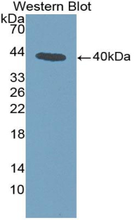 ANXA1 / Annexin A1 Antibody - Western Blot; Sample: Recombinant protein.