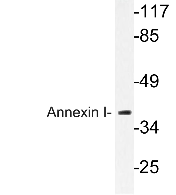 ANXA1 / Annexin A1 Antibody - Western blot of Annexin I (N146) pAb in extracts from HeLa cells.