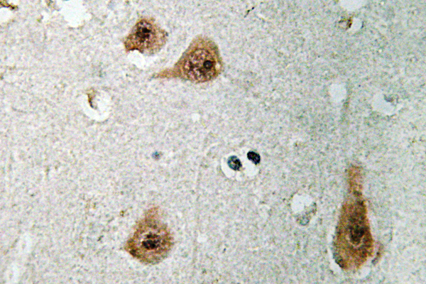 ANXA1 / Annexin A1 Antibody - IHC of Annexin I (N146) pAb in paraffin-embedded human brain tissue.