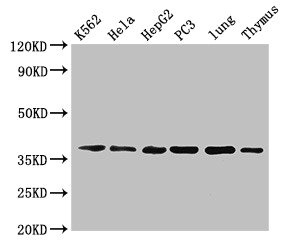 ANXA1 / Annexin A1 Antibody - Western Blot Positive WB detected in: K562 whole cell lysate, Hela whole cell lysate, HepG2 whole cell lysate, PC-3 whole cell lysate, Mouse lung tissue, Mouse thymus tissue All lanes: Anxa1 antibody at 5µg/ml Secondary Goat polyclonal to rabbit IgG at 1/50000 dilution Predicted band size: 39 kDa Observed band size: 39 kDa