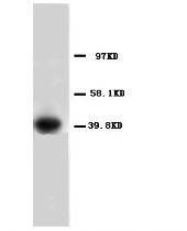 ANXA1 / Annexin A1 Antibody -  This image was taken for the unconjugated form of this product. Other forms have not been tested.