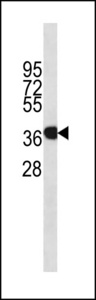 ANXA1 / Annexin A1 Antibody - ANXA1 Antibody western blot of HeLa cell line lysates (35 ug/lane). The ANXA1 antibody detected the ANXA1 protein (arrow).