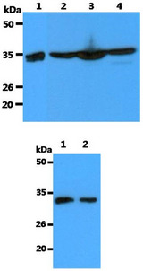 ANXA1 / Annexin A1 Antibody - The Recombinant Human Annexin A1 (10ng) and Cell lysates (40ug) were resolved by SDS-PAGE, transferred to PVDF membrane and probed with anti-human Annexin A1 antibody (1:3000). Proteins were visualized using a goat anti-mouse secondary antibody conjugated to HRP and an ECL detection system. Lane 1.: Recombinant Human Annexin A1 Lane 2.: HeLa cell lysate Lane 3.: A549 cell lysate Lane 4.: A431 cell lysate The HeLa cell lysate (40ug) were resolved by SDS-PAGE, transferred to PVDF membrane and probed with anti-human Annexin A1 antibody. Proteins were visualized using a goat anti-mouse secondary antibody conjugated to HRP and an ECL detection system. Lane 1.: Anti- Annexin A1 antibody (1:10000) Lane 2.: Anti- Annexin A1 antibody (1:20000)