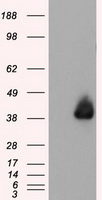 ANXA1 / Annexin A1 Antibody - HEK293T cells were transfected with the pCMV6-ENTRY control (Left lane) or pCMV6-ENTRY ANXA1 (Right lane) cDNA for 48 hrs and lysed. Equivalent amounts of cell lysates (5 ug per lane) were separated by SDS-PAGE and immunoblotted with anti-ANXA1.