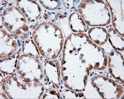 ANXA1 / Annexin A1 Antibody - IHC of paraffin-embedded Kidney tissue using anti-ANXA1 mouse monoclonal antibody. (Dilution 1:50).