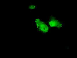 ANXA1 / Annexin A1 Antibody - Anti-ANXA1 mouse monoclonal antibody  immunofluorescent staining of COS7 cells transiently transfected by pCMV6-ENTRY ANXA1.