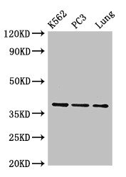 ANXA1 / Annexin A1 Antibody - Western Blot Positive WB detected in: K562 whole cell lysate, PC-3 whole cell lysate, Mouse lung tissue All lanes: Anxa1 antibody at 0.42µg/ml Secondary Goat polyclonal to rabbit IgG at 1/10000 dilution Predicted band size: 39 kDa Observed band size: 39 kDa