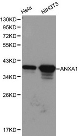 ANXA1 / Annexin A1 Antibody - Western blot of ANXA1 pAb in extracts from Hela and NIH3T3 cells.