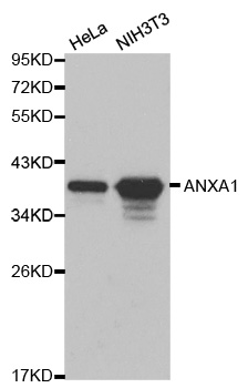 ANXA1 / Annexin A1 Antibody - Western blot analysis of HeLa cell and NIH3T3 cell lysate.