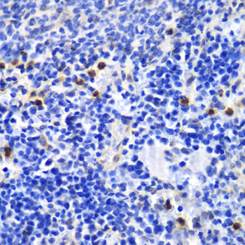 ANXA1 / Annexin A1 Antibody - Immunohistochemistry of paraffin-embedded mouse spleen tissue.