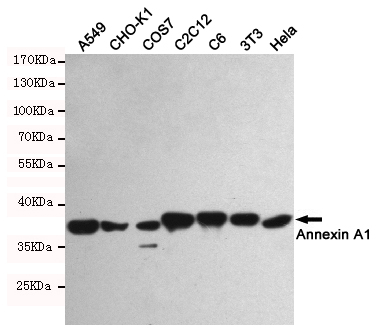 ANXA1 / Annexin A1 Antibody - Western blot detection of Annexin A1 in A549, CHO-K1, COS7, C2C12, C6, 3T3 and HeLa cell lysates using Annexin A1 mouse monoclonal antibody (1:1000 dilution). Predicted band size: 38KDa. Observed band size:38KDa.