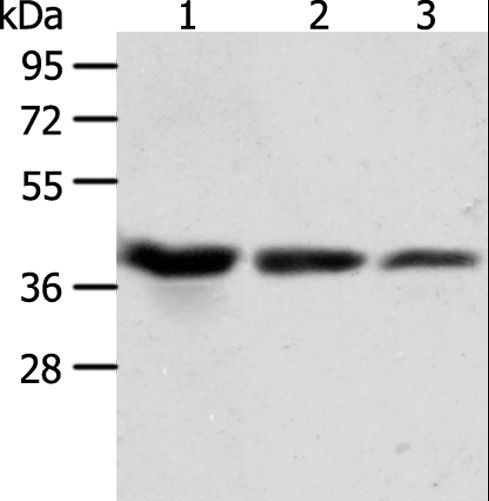 ANXA1 / Annexin A1 Antibody - Western blot analysis of A431, HeLa and Raji cell, using ANXA1 Polyclonal Antibody at dilution of 1:450.