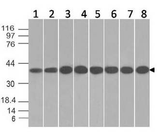ANXA1 / Annexin A1 Antibody - Fig-1: Western blot analysis of Annexin I. Anti-Annexin I antibody was used at 0.01 µg/ml on (1) MCF-7, (2) PC3, (3) A431, (4) U87, (5) A549, (6) Hela, (7) PANC-1 and (8) K562 lysates.